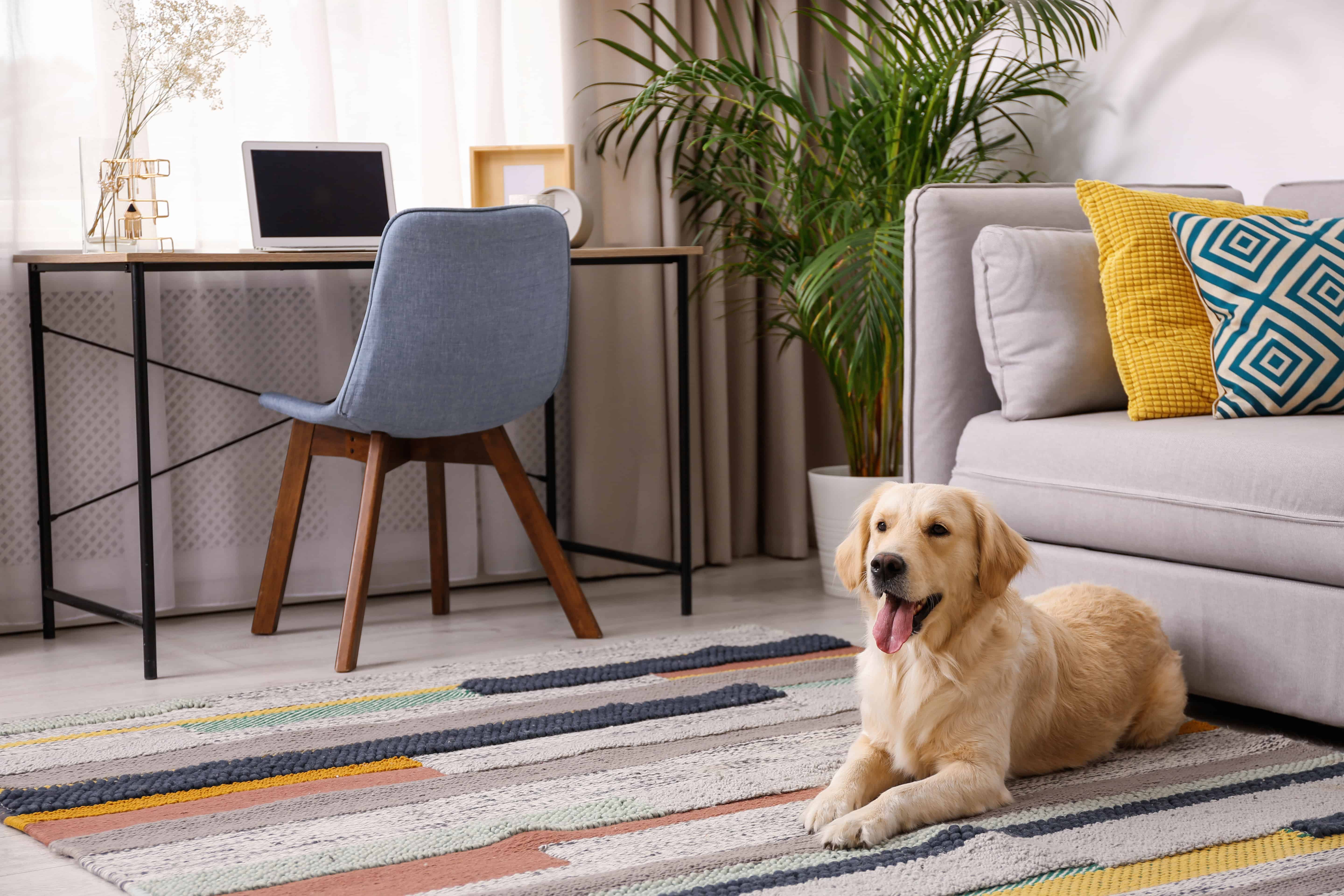 Interior Design & Furnishing